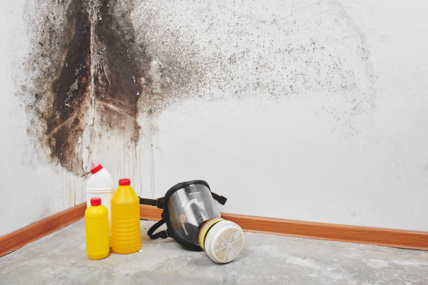 Best DIY Mold Remediation Support Services in Sangaree, SC