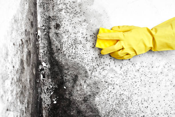 Sangaree, SC Mold Remediation Company
