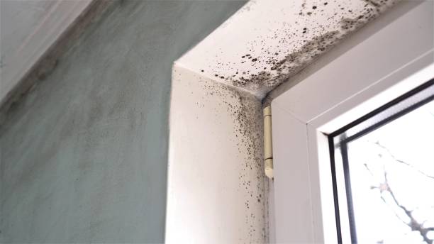 Best Commercial Mold Remediation in Sangaree, SC