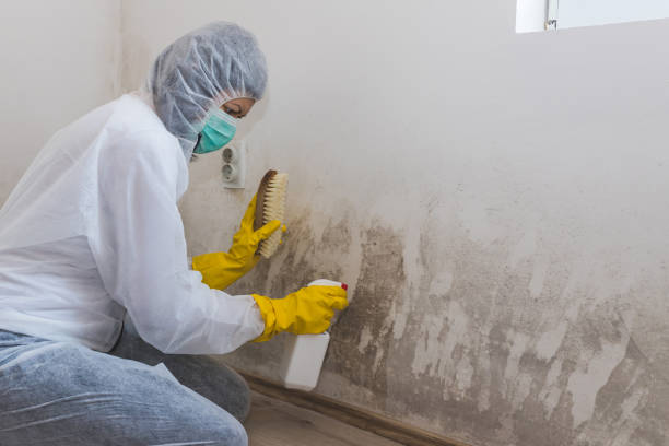 Best Residential Mold Remediation in Sangaree, SC