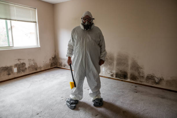 Best Emergency Mold Remediation in Sangaree, SC