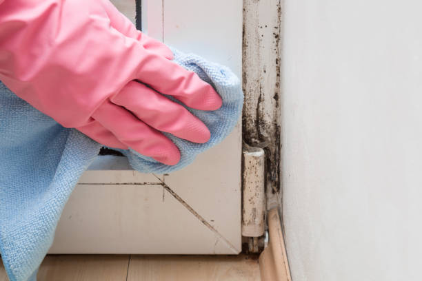 Best Residential Mold Remediation in Sangaree, SC