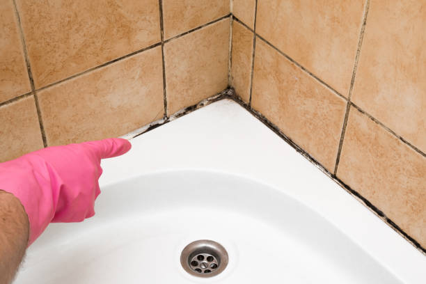 Best White Mold Remediation in Sangaree, SC